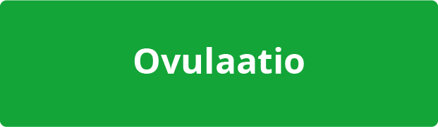 ovulaatio-8